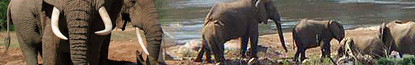 Elephant Back Safaris